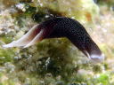 Chelidonura amoena