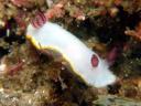 Goniobranchus sinensis