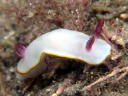 Goniobranchus sinensis