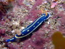 Hypselodoris festiva