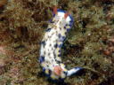 Hypselodoris sagamiensis