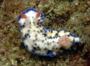 Hypselodoris sagamiensis