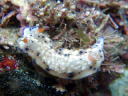 Hypselodoris sagamiensis