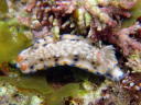 Hypselodoris sagamiensis