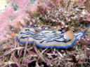 Hypselodoris maritima