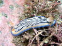 Hypselodoris maritima