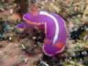 Verconia purpurea