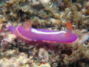 Verconia purpurea