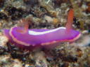 Verconia purpurea