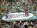 Goniobranchus tinctoria