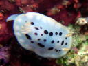 Goniobranchus orientalis