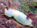 Goniobranchus sinensis