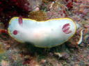 Goniobranchus sinensis