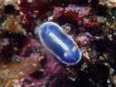 Hypselodoris festiva