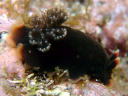 Dendrodoris fumata