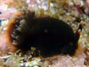 Dendrodoris fumata