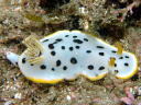 Goniobranchus orientalis