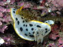 Goniobranchus orientalis