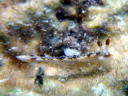 Dermatobranchus forutunatus