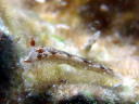 Dermatobranchus forutunatus