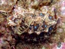 Dendrodoris denisoni