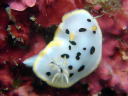 Goniobranchus orientalis