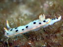 Hypselodoris placida