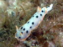 Hypselodoris placida