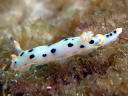 Hypselodoris placida