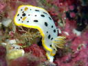 Goniobranchus orientalis