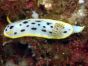 Goniobranchus orientalis