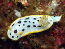 Goniobranchus orientalis