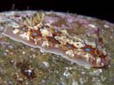 Dendrodoris denisoni