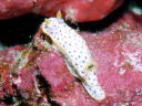 Chromodoris aspersa