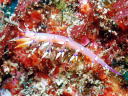 Flabellina exoptata