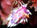 Flabellina exoptata