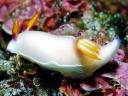 Hypselodoris bullocki