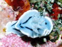 Chromodoris willani