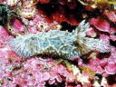 Halgerda willeyi