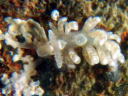 Spurilla salaamica