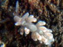 Spurilla salaamica