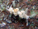 Aeolidida sp. 5