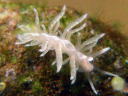 Spurilla chromosoma