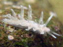 Spurilla chromosoma