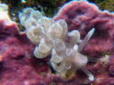 Spurilla chromosoma