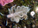 Spurilla chromosoma