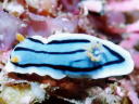 Chromodoris elisabethina