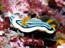 Chromodoris elisabethina