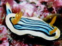 Chromodoris elisabethina