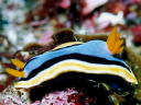 Chromodoris annae